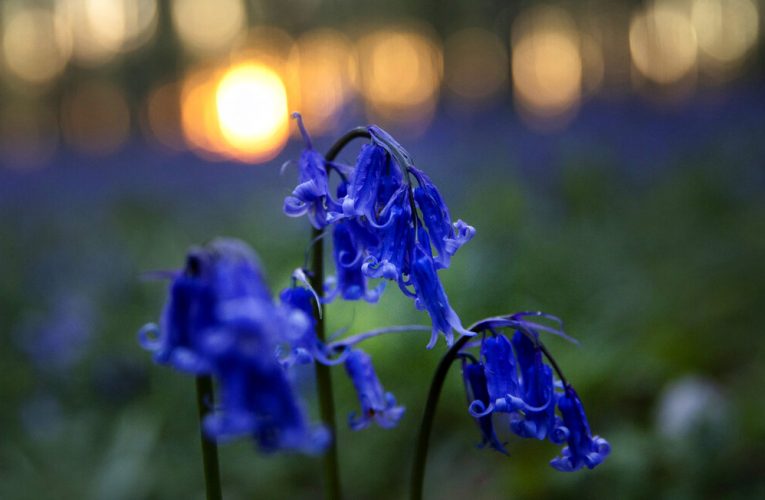 Belgian bluebells are too beautiful to see during pandemic